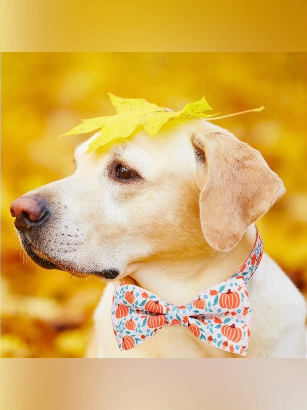 Pumpkin Print Pet Collar with Bow Tie - Orange & White